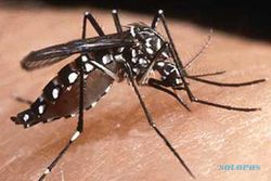 MANFAAT CITRONELLA : Sebagai Tanaman Pengusir Nyamuk
