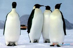 6 Penguin Siap Huni Gembira Loka