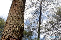 Menjulang 102,3 Meter, Cypress Raksasa di Tibet Jadi Pohon Tertinggi di Asia