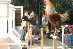 AYAM KETAWA: Ayam pun Bisa Menirukan Suara Tokek dan Kuntilanak