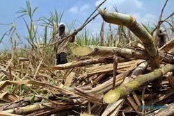 PERKEBUNAN JATENG :  Pemprov Jateng Minta Impor Raw Sugar Dibatasi