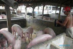 NASIB BENGAWAN SOLO: Limbah Peternakan Babi Itu Pun Mengguyur Bengawan Solo
