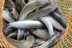 Paceklik Ikan, Nelayan Sadeng Bikin Pelet