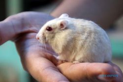 HAMSTER: Kuliah Sambil Beternak Hamster 
