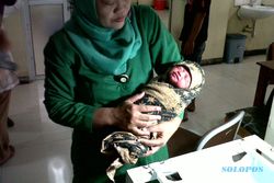 BAYI DIBUANG: Warga Ceper Temukan Bayi di Kebun Tebu