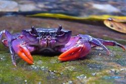 Kepiting Spesies Baru Ditemukan di Filipina