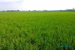 PERBUP BANTUL: Aturan Perlindungan Lahan Pertanian Kelar Tahun Ini