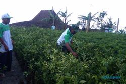 PENGHIJAUAN MERAPI: 25.000 Bibit Pohon Ditanam di Lereng Merapi