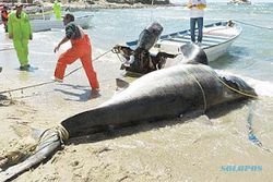 IKAN RAKSASA: Hiu 1 Ton Terjaring Nelayan Meksiko