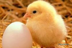 HASIL PENELITIAN : Ilmuwan Temukan Jawaban “Lebih Dulu Ayam atau Telur?”