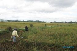 PERTANIAN WONOGIRI : 3 Hektare Padi Siap Panen Roboh