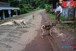 ANJING LIAR: Warga Waswas, Disnakkan Sragen Imbau Anjing Dikandangkan