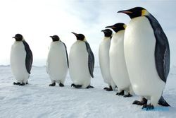 KISAH TRAGIS : Miris, Pelajar Rayakan Kelulusan dengan Curi Telur Penguin