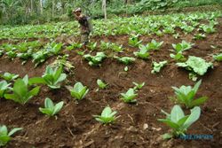  BENIH TEMBAKAU: Petani di Manisrenggo Dilatih Pilih Benih Berkualitas