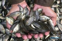 HARI PUSPA DAN SATWA : Pelajar Tebar Benih Ikan di Sungai Progo
