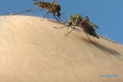  NYAMUK MALARIA Makin Kebal Jika Dibasmi dengan Insektisida