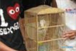 MALING BURUNG: Polres Klaten Tangkap 2 Pencuri Burung 