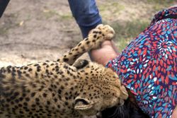 DISERANG HARIMAU: Wanita Inggris Diserang 2 Harimau di Kebun Binatang 