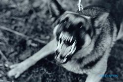 PENYAKIT MENULAR : Cegah Penularan Rabies, Wonogiri Data Populasi Anjing