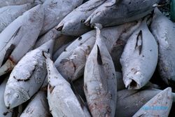 Produksi Tuna Indonesia Terus Menurun