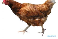 Diprotes Warga, Pengusaha Peternakan Ayam Kalibawang Sambangi Dewan