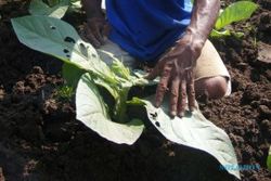 HAMA: Tembakau di Merapi Diserang Ulat Tanah