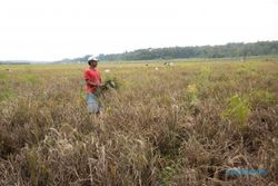 SERANGAN HAMA; 100 Hektare Tanaman Padi Rusak di Sukoharjo