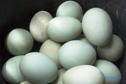 Harga Telur Bebek Naik Jadi Rp1.650 per Butir