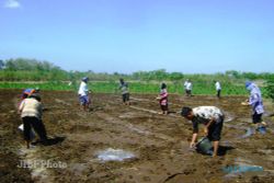 PENYULUH SWADAYA : Sanden Berdayakan Penyuluh Pertanian Swadaya