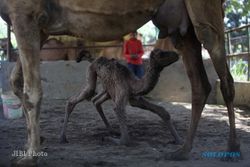 Wali Kota Solo Beri Nama Bayi Unta TSTJ Dovir Olan, Artinya Mengejutkan!