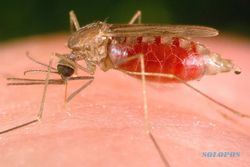Jumlah Kasus Malaria Di Kokap Turun Drastis