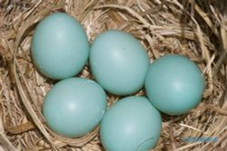 HOBI BURUNG: Kenapa Telur Sulit Menetas?
