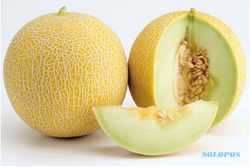 Harga Melon di Kulonprogo Anjlok