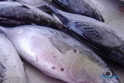 60% Kebutuhan Ikan di DIY Masih Dipasok Dari Luar