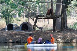 ORANGUTAN TSTJ MATI : Tiga Orangutan TSTJ segera Dievakuasi