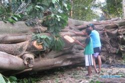 Bangun Jalan, Warga Glagah Tebang Pohon Berusia Ratusan Tahun