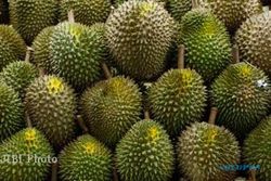 FESTIVAL DURIAN WONOGIRI : Festival Durian 2015 Batal Digelar
