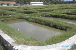 TOL SOLO-SEMARANG : Ratusan Kolam Lele di Banyudono Direlokasi