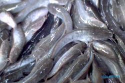 Suhu Dingin Hambat Pembenihan Ikan di Kulonprogo