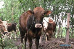 KISAH UNIK : India Bakal Terbitkan KTP untuk Hewan Ternak