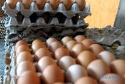 Alamak! Harga Telur Ayam Ras di Banyumas Capai Rp33.000 per Kg