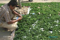 Hmmm, Lezatnya Krispi Rumput Laut dari Pantai Kukup