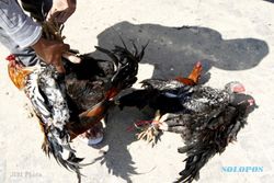 Ini Penyebab Puluhan Ayam di Rejomulyo Kota Madiun Mati Mendadak