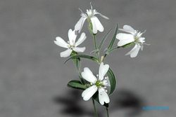 Bunga dari Zaman Es Mekar Lagi Setelah 32.000 Tahun