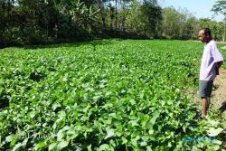  KEDELAI: Disiapkan Lahan Kedelai 6.000 Hektare di 21 Kecamatan