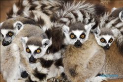 Madagaskar Bangun Habitat Lemur Terbesar di Dunia