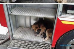 Mengharukan, Anjing Selamatkan Anaknya dari Kebakaran