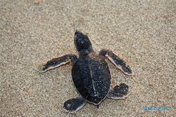 170 Tukik Dilepasliarkan di Pantai Trisik