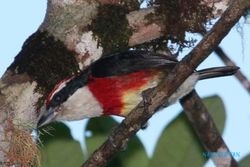Spesies Burung Baru Ditemukan di Hutan Peru