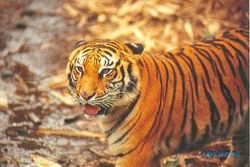Petugas Kebersihan Taman Safari Cisarua Tewas Diterkam Harimau Sumatera